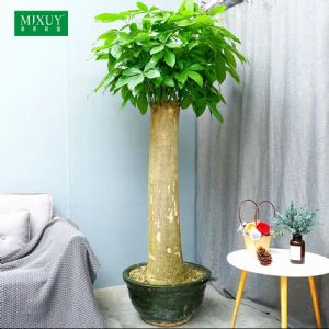 粗单杆发财树(龙缸盆)(60cm)树径约20cm高约1.8-2m