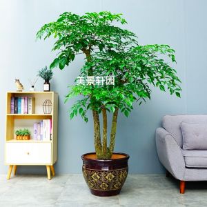 大型幸福树(咖啡金福腰鼓瓷盆)高约1.8—2.0m