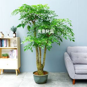 大型幸福树(塑料盆)高约1.8—2.0m