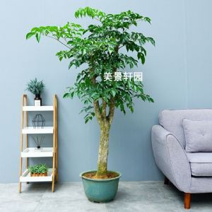 小型幸福树(塑料盆)高约1.6—1.8m