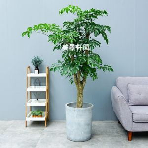 小型幸福树(圆柱形水泥盆)高约1.6—1.8m