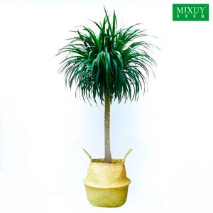 单杆龙血树(北欧简约藤编盆)高约1.2-1.4m