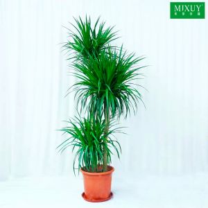 三杆造型龙血树(塑料盆)高约1.6-1.8m