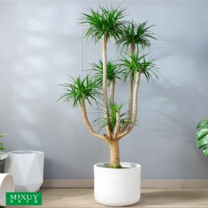 五株龙血树(白圆柱瓷盆)高约1.8-2.0m