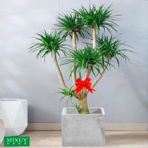 五株龙血树(正方形水泥盆)高约1.6-1.8m