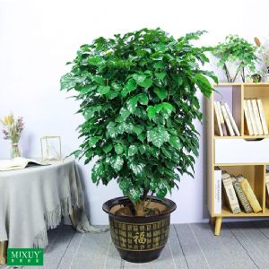 绿宝单株分叉(金福陶瓷盆)高约1.3-1.5m