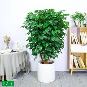 绿宝单株分叉(白圆柱瓷盆)高约1.3-1.5m