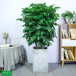 绿宝单株分叉(高正方形水泥盆)高约1.3-1.5m