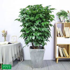 绿宝单株分叉(梯形水泥盆)高约1.3-1.5m