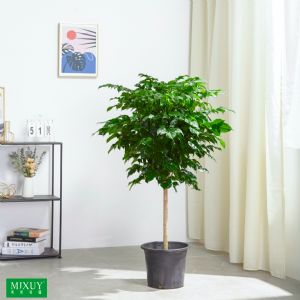 绿宝棒棒糖(塑料盆)高约0.8-1.3m
