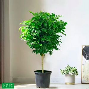 绿宝棒棒糖(塑料盆)高约1.3-1.5m