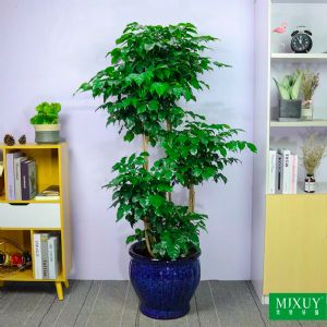 绿宝五层(孔雀蓝腰鼓瓷盆)高约1.6-1.8m