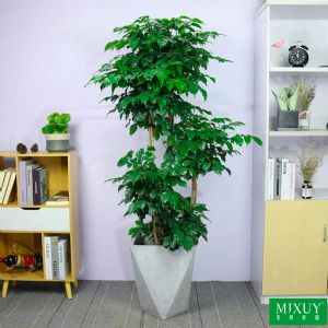 五层绿宝(几何形水泥盆)高约1.6-1.8m
