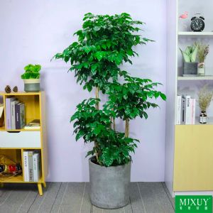 五层绿宝(圆柱形水泥盆)高约1.6-1.8m