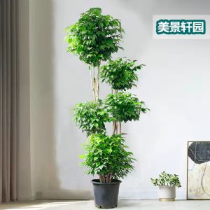 绿宝五层(塑料盆)高约1.6-1.8m