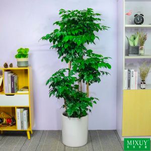 绿宝五层(白圆柱瓷盆)高约1.6-1.8m
