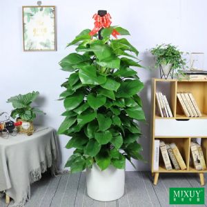 绿萝(白圆柱瓷盆)高约1.6-1.8m