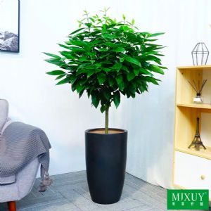 平安树(黑炮筒形瓷盆)高约0.8-1.3m