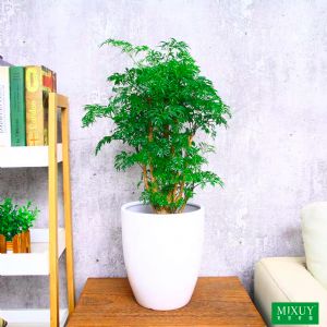 羽叶福禄桐(白炮筒瓷盆)高约0.8-1.3m