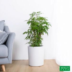 羽叶福禄桐(白圆柱瓷盆)高约0.8-1.3m