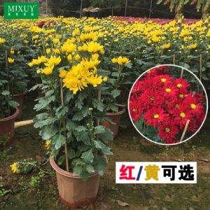 菊花(黄色)高约0.4-0.6m