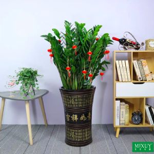 300#金钱树(吉祥如意瓷盆)高约1.0-1.2m