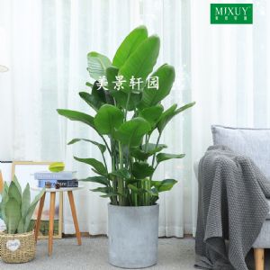 天堂鸟(圆柱形水泥盆)高约1.4-1.6m
