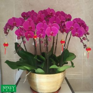 蝴蝶兰10枝红花(拉丝金盆)