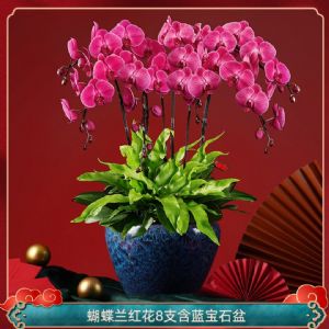 蝴蝶兰8枝红花(蓝宝石盆)