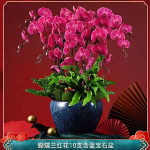 蝴蝶兰10枝红花(蓝宝石盆)