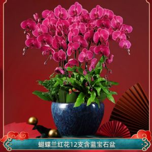 蝴蝶兰12枝红花(蓝宝石盆)