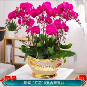 蝴蝶兰10枝红花(聚宝金盆)