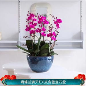 蝴蝶兰6株蓝天红(蓝宝石盆)
