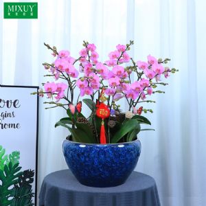 蝴蝶兰10株小粉花(蓝宝石盆)