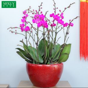 蝴蝶兰10株小红花(经典红釉瓷盆)