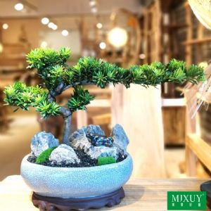 澳洲杉盆景a