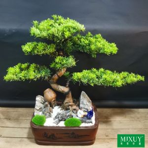 澳洲杉盆景b