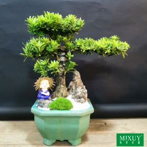 澳洲杉盆景c
