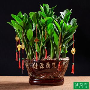 金钱树(财源广进)组盆