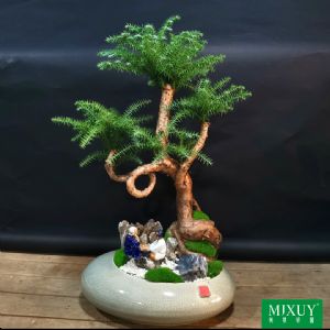 澳洲杉盆景e