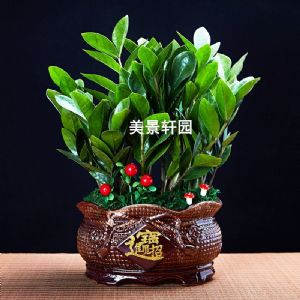 金钱树(招财进宝)组盆