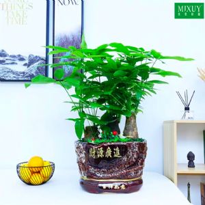 三株发财树(财源广进)组盆