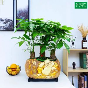 三株发财树(财运亨通-笑脸佛)组盆