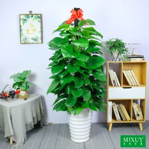 绿萝(白螺纹瓷盆)高约1.6-1.8m