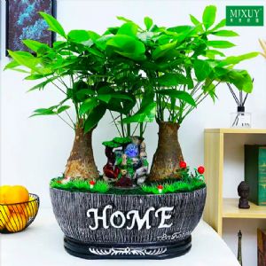 三株发财树(欧式HOME-含风水摆件)盆景