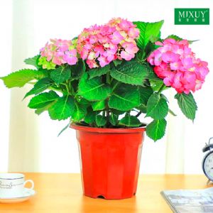 大型粉花绣球(塑料盆)高约45cm